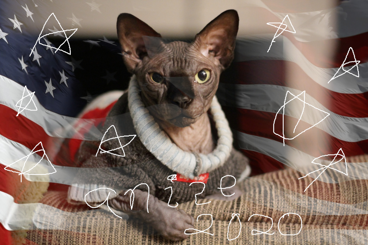 Photo of a black sphynx cat in a wintery sweater looking somewhat solemnly at the camera, with an American flag background edited in around him and "anise 2020" poorly scribbled underneath