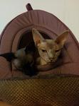 Twigs and Anise both crammed into a little enclosed cat bed shaped like a tent, both their heads sticking out the front