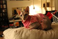 Twigs in a pink and white sweater, perched on the back of a couch and looking at the camera
