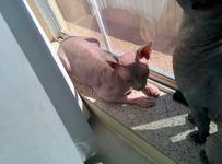 Twigs laying on a sunny windowsill, so warm that he's turned a little pink