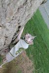 Twigs outside in a leash and sweater, attempting to climb a tree