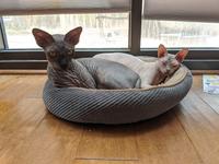 Pearl and Anise share a cat bed