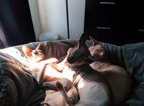 Pearl lays in a sunbeam with Twigs nearby; Anise has tried to approach and she is pushing him away with a sour expression