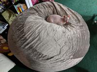 Pearl sits right in the center of a beanbag that is vastly bigger than her, leaving no real space for anyone else