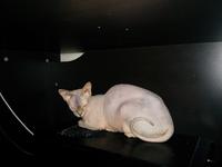 Pearl sits on top of my computer case with her front half mostly overlapping a fan vent