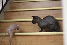 Tiny kitten climbing up a single step of a flight of stairs, while our black sphynx Anise sits and watches