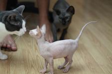 Pearl, a very small sphynx kitten, sniffing the nose of a furred cat twice her height