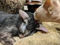 Pearl licks kitten Cheeseball's head, though he's already bigger than her