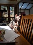 Pearl sits on a table looking deeply content as the sun shines directly on her