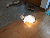 Pearl sits in a small square sunbeam, roughly the size of her silhouette, in the middle of the floor