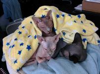 Three sphynxes lay in a pile under a blanket or two