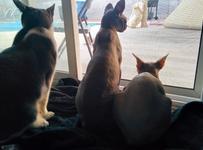 Three cats look out through a sliding glass door; outside, in the distance, Pearl lies on sunny concrete