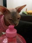 Pearl sniffs suspiciously at the nozzle of a reusable water bottle