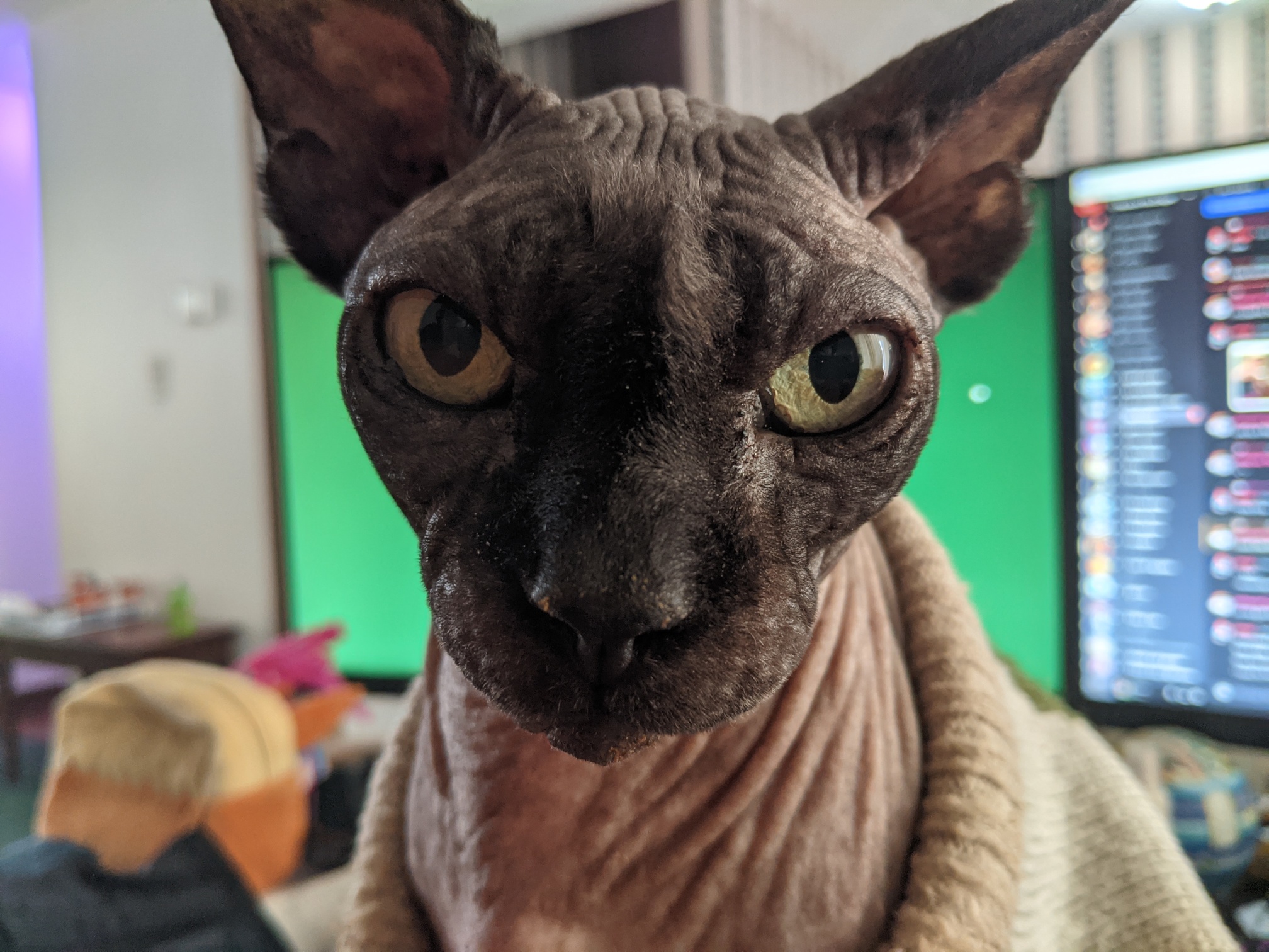 close-up photo of a black sphynx cat face, staring directly and intently at the viewer from mere inches away; behind him are computer monitors and other desk clutter, but mostly obscured by cat face and blurred by the focal distance